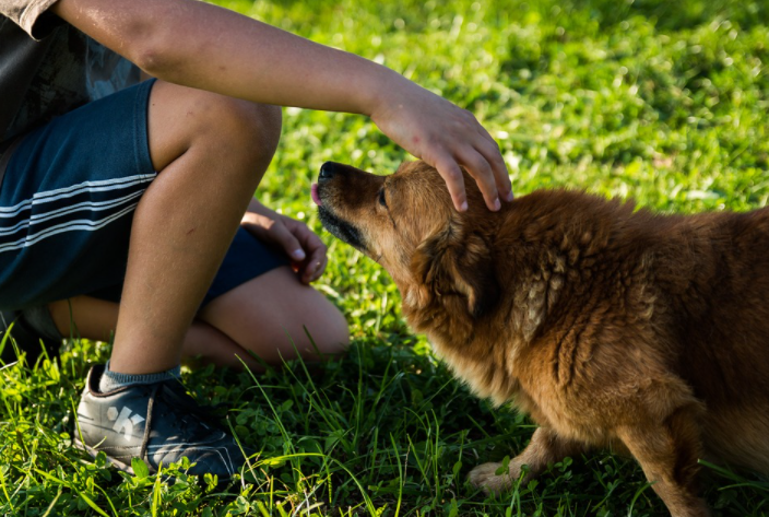 Fun things with dog