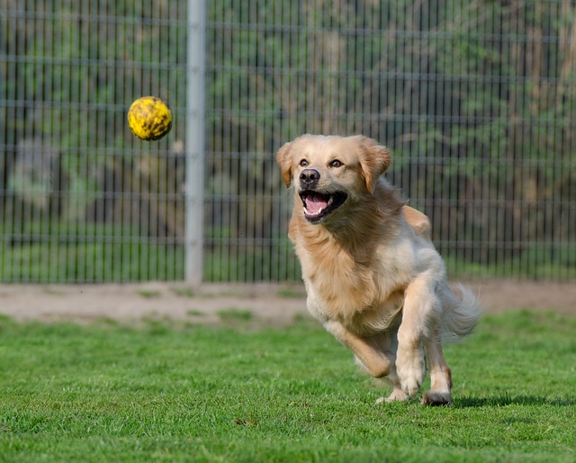 fetching