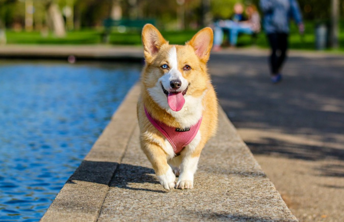 Fun things with dog